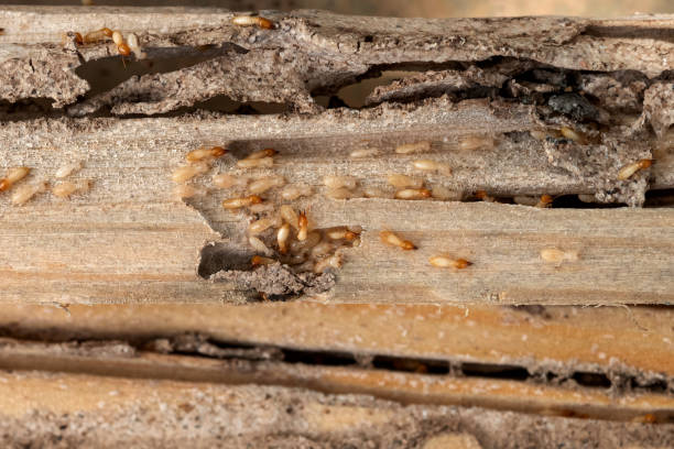 Best Pest Inspection Near Me  in East Hampton North, NY